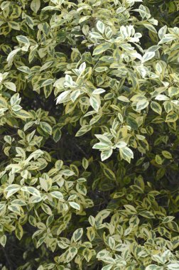 Beyaz Karaağaç yaprakları (Ulmus parvifolia 'Variegata')