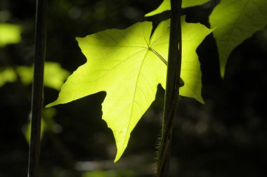 desen yaprak dokusu ayrıntılı