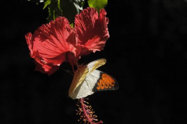 hibiscus çiçek kelebek