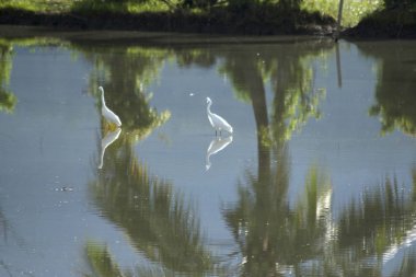 havuz çeltik leylek