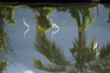 havuz çeltik leylek