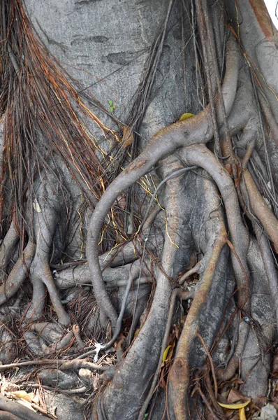 Raíz Del Fondo Del Árbol —  Fotos de Stock