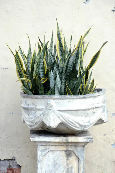 Randig Svärmoders Gröna Blad Med Gyllene Kant Sansevieria Trifasciata Laurentii — Stockfoto