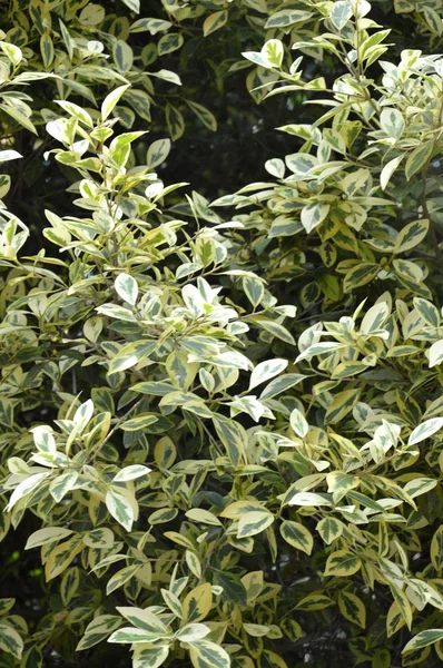 Feuilles Variables Orme Blanc Ulmus Parvifolia Variegata — Photo