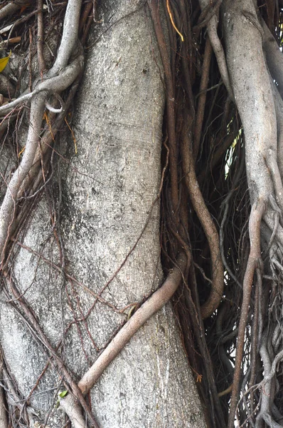 Raíz Del Fondo Del Árbol —  Fotos de Stock