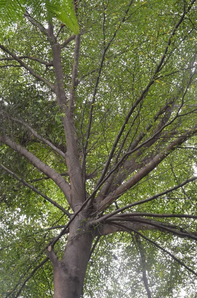 Фон Ветви Зеленого Дерева — стоковое фото