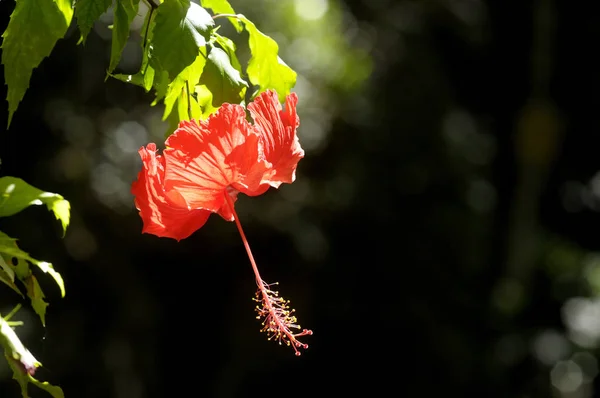 ハイビスカスの花を蝶します — ストック写真