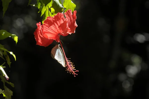 ハイビスカスの花を蝶します — ストック写真