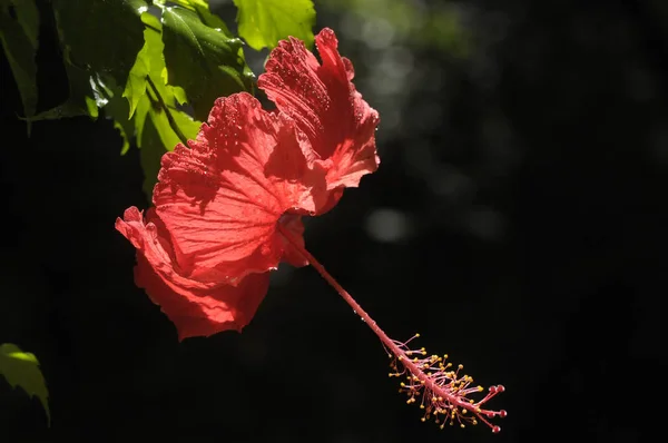 Papillon Sur Fleur Hibiscus — Photo