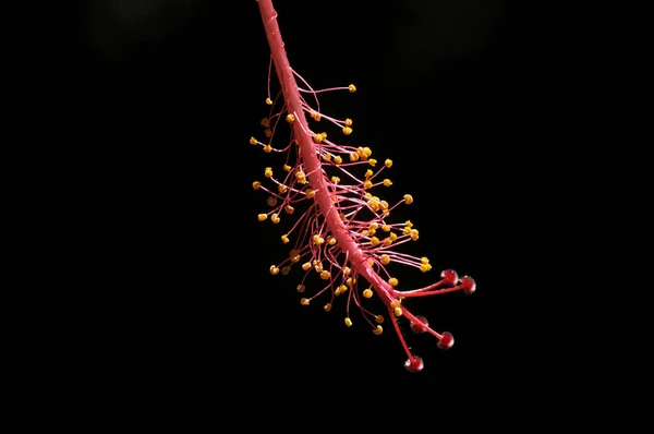 Beautiful Red Hibiscus Flower — Stock Photo, Image