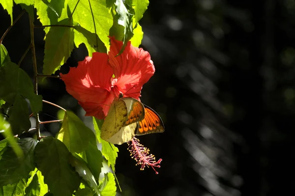 Papillon Sur Fleur Hibiscus — Photo