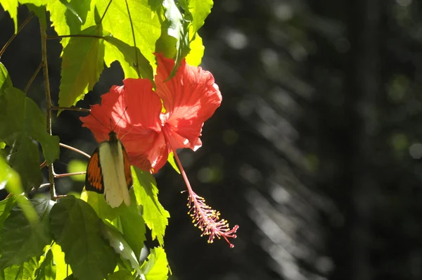 Farfalla Sul Fiore Ibisco — Foto Stock