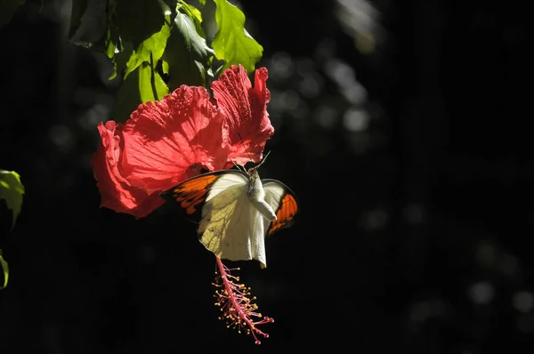 ハイビスカスの花を蝶します — ストック写真