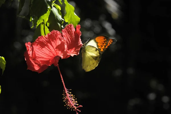 Schmetterling Auf Der Hibiskusblüte — Stockfoto