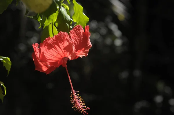 Piękny Czerwony Kwiat Hibiskusa — Zdjęcie stockowe