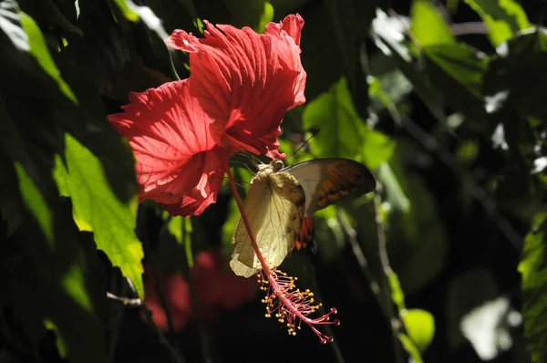 Papillon Sur Fleur Hibiscus — Photo