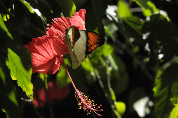 Mariposa Flor Hibisco —  Fotos de Stock