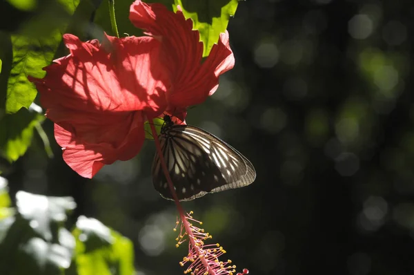 Butterfly Hibiscus Flower — Stock Photo, Image