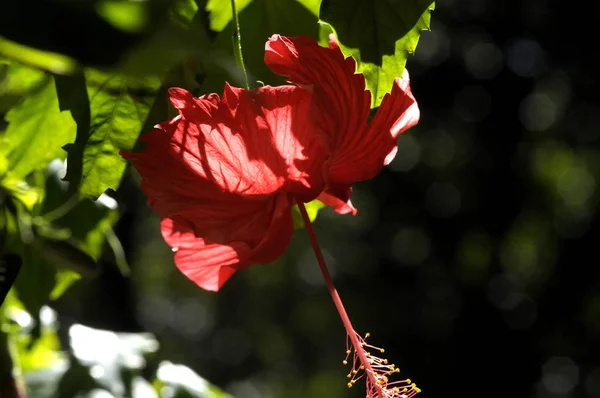 美しい赤いハイビスカスの花 — ストック写真