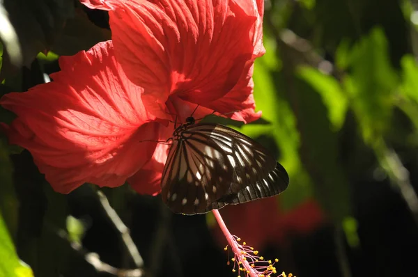 Butterfly Hibiscus Flower — Stock Photo, Image