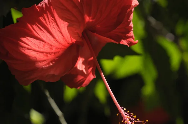 美しい赤いハイビスカスの花 — ストック写真