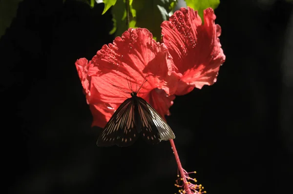 Mariposa Flor Hibisco —  Fotos de Stock