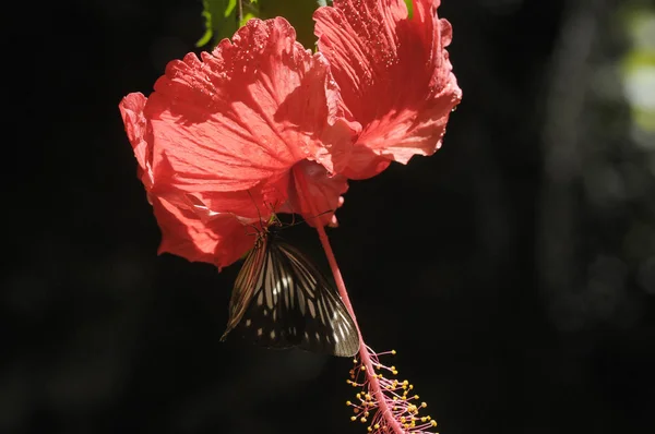 Πεταλούδα Στο Λουλούδι Ιβίσκου — Φωτογραφία Αρχείου