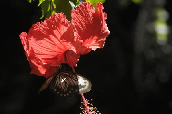 ハイビスカスの花を蝶します — ストック写真