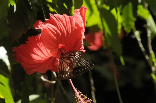 Butterfly Hibiscus Flower — Stock Photo, Image