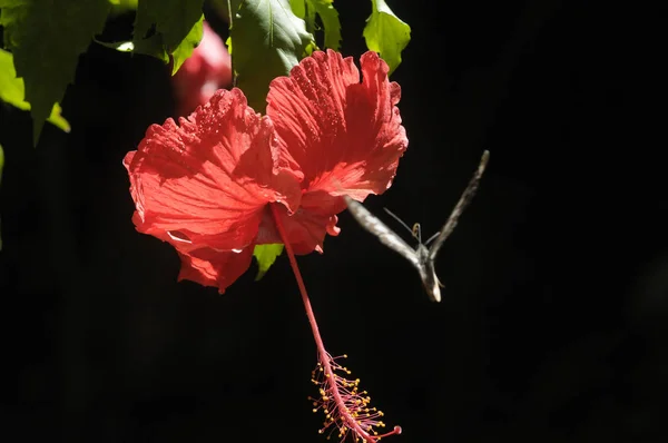 Farfalla Sul Fiore Ibisco — Foto Stock