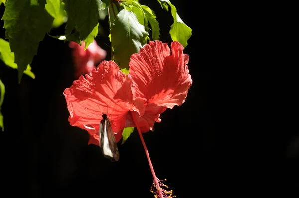 ハイビスカスの花を蝶します — ストック写真