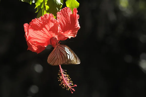 ハイビスカスの花を蝶します — ストック写真