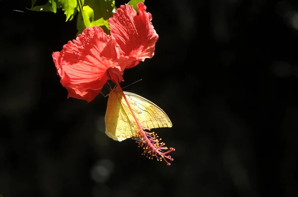 Papillon Sur Fleur Hibiscus — Photo