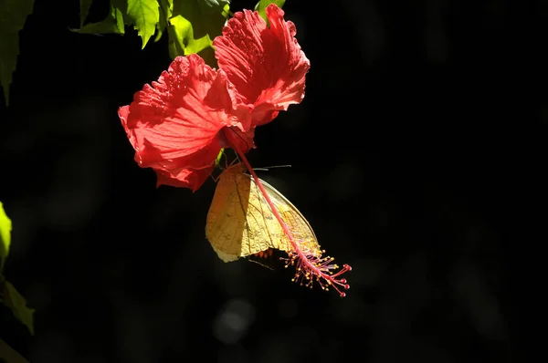 ハイビスカスの花を蝶します — ストック写真