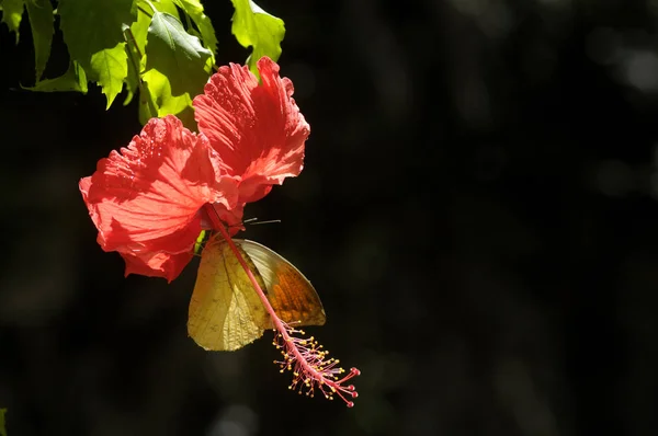 ハイビスカスの花を蝶します — ストック写真