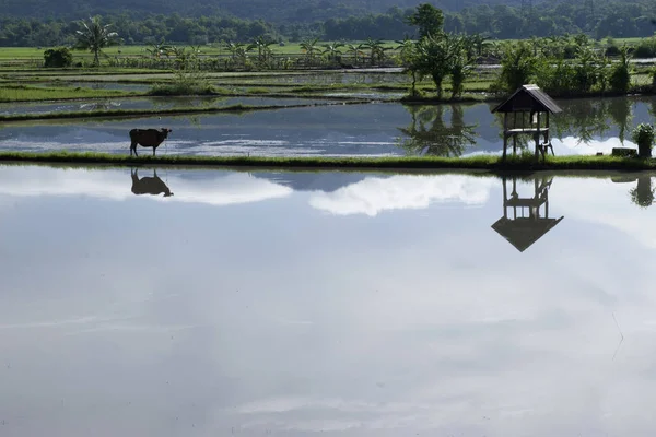 Panarôme Rizière Sur Village Sulawesi Sud — Photo