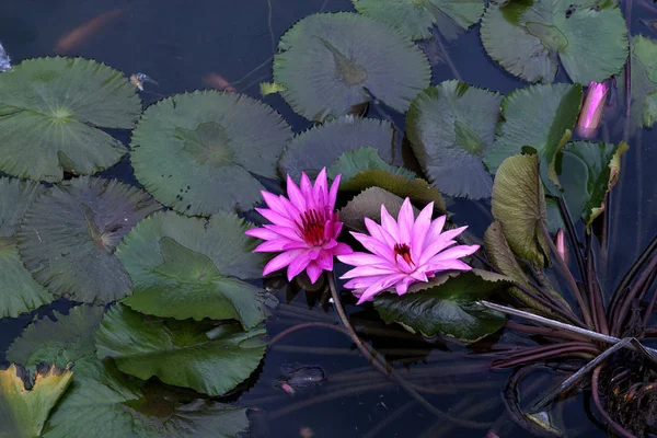 Mooie Roze Lotusbloemen Een Vijver — Stockfoto