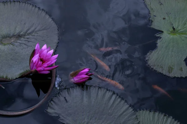Poissons Rouges Dans Étang Fleur Lotus — Photo