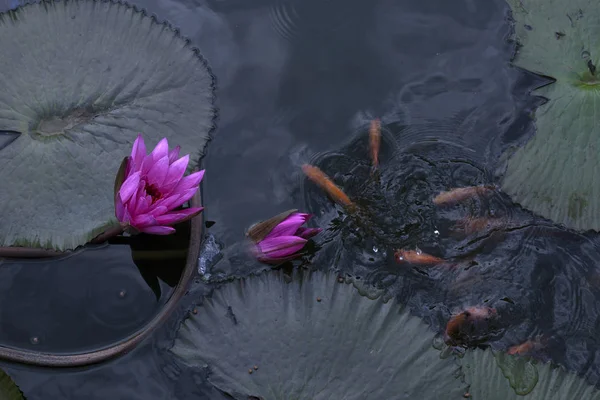 Poissons Rouges Dans Étang Fleur Lotus — Photo