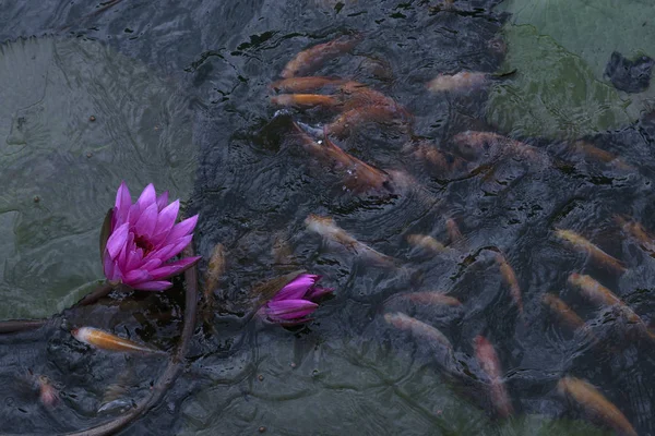 Poissons Rouges Dans Étang Fleur Lotus — Photo