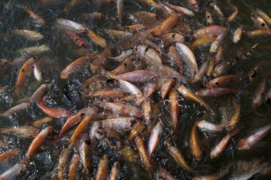 havuzda japon balığı bir kalabalık