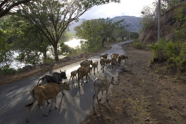 Livestock Cattle Streets — Stock Photo, Image