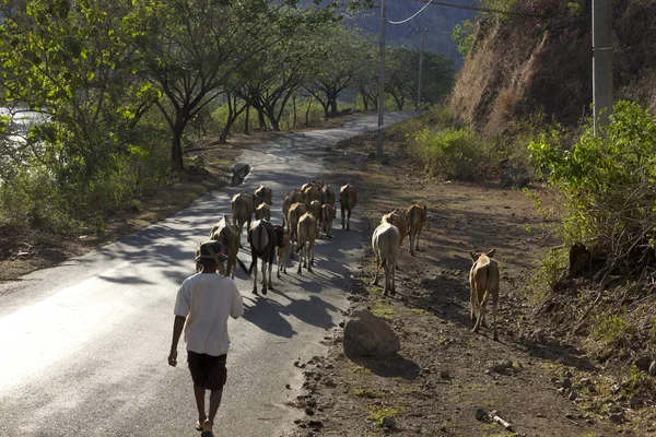 街上的牲畜 — 图库照片