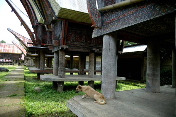 Tongkonan Toraja Endonezya Geleneksel Evi — Stok fotoğraf