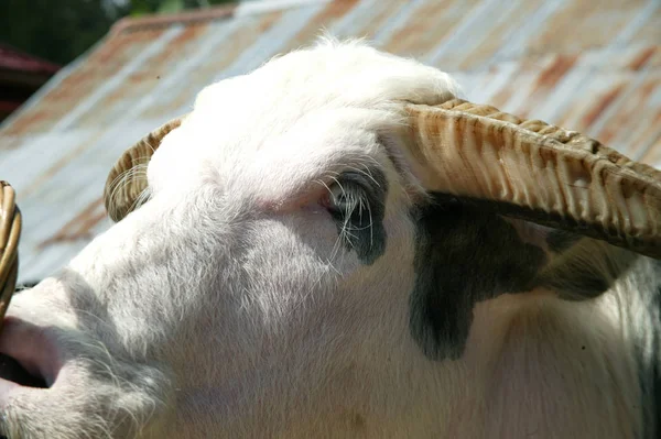 Tedong Bonga Buffalo Toraja Een Buffalo Duur Zeldzaam — Stockfoto