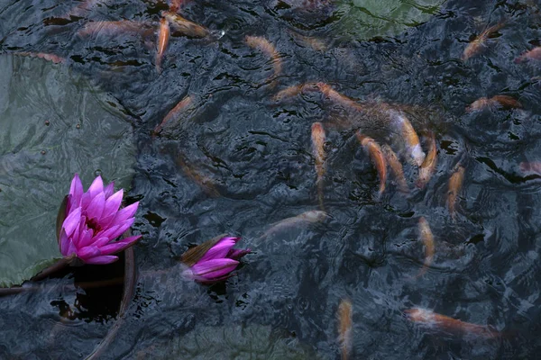 Goldfish Pond Lotus Flower — Stock Photo, Image