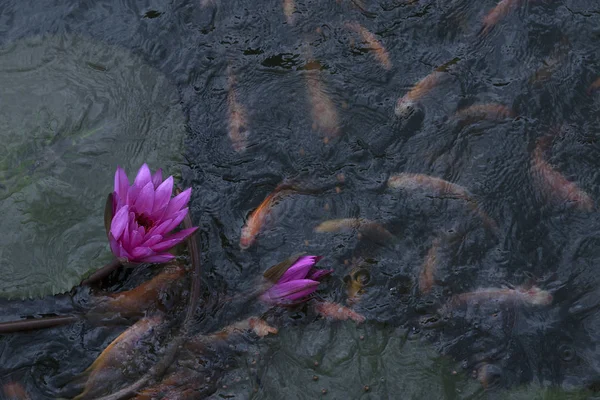 Poissons Rouges Dans Étang Fleur Lotus — Photo