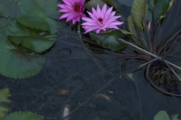 Poissons Rouges Dans Étang Fleur Lotus — Photo