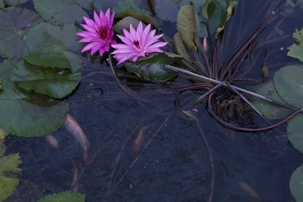 Goldfish Pond Lotus Flower — Stock Photo, Image