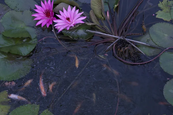 Goldfish Pond Lotus Flower — Stock Photo, Image